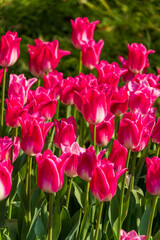 Fototapeta premium Bright pink tulips blooming in a sunny spring garden