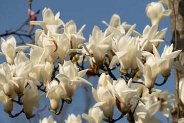 White magnolia flowers blooming on branches against clear blue sky in spring © 佳灵 徐
