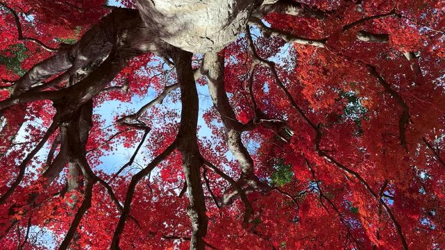 真っ赤に紅葉した大きなカエデの木の根本からドリー撮影した4K動画