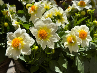 Single-flowered dwarf dahlia white petals with a striking yellow center. © OLENA LIALINA