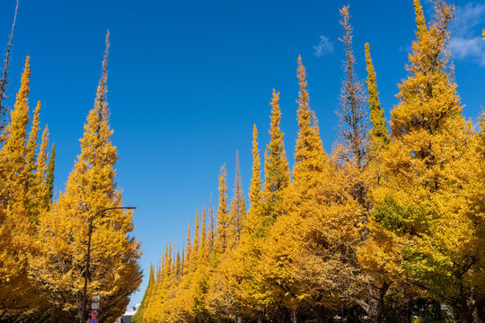 Meiji Jingu Gaien autumn golden ginkgo trees reaching towards a clear blue sky. Shinjuku, Tokyo, Japan.