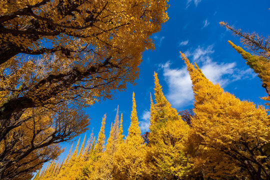 Meiji Jingu Gaien autumn golden ginkgo trees reaching towards a clear blue sky. Shinjuku, Tokyo, Japan.