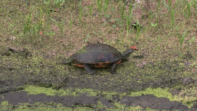 Florida Turtle in Swamp during dry season.