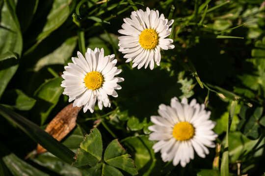 white daisies in a garden