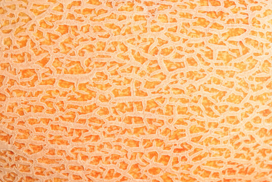 Ripe cantaloup melon peel as background