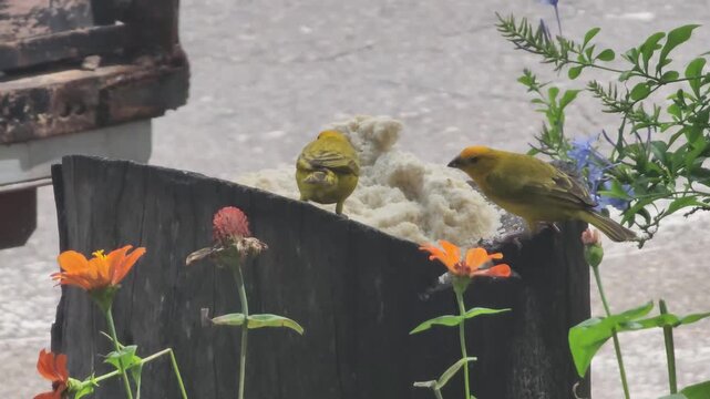 Two small yellow birds eating bread crumbs on a wooden surface with orange flowers in the foreground