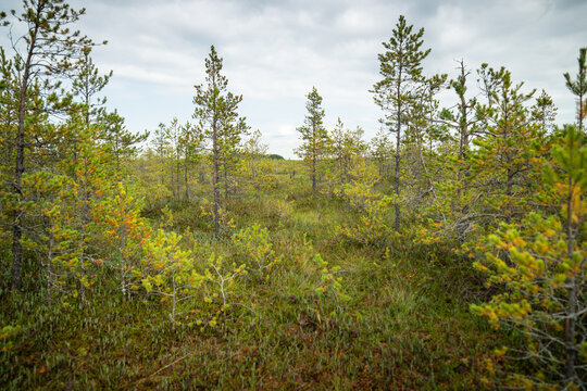 Young pine trees grow among dense wetland shrubs, moss and grasses in marshy woodland. Early autumn in peat bog