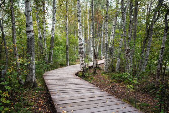 Wooden boardwalk curves through dense birch and pine woodland surrounded by grasses and green shrubs. Early autumn season. Walk for mental health in nature