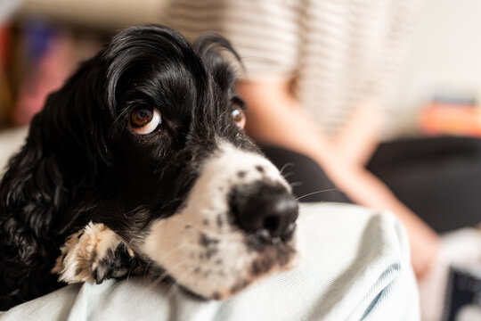 close up cocker spaniel puppy resting head and looking up
