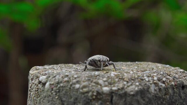Metallic Wood-Boring Beetle Facing Camera and Walking Away Macro