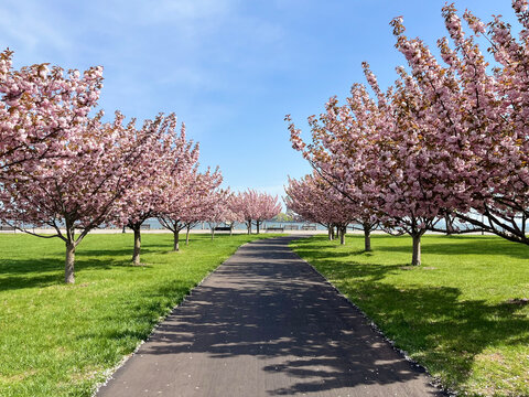 pink japanese cherry blossom trees along a path in a park in spring