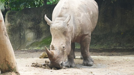 Majestic White Rhinoceros Foraging in Natural Habitat © Jimmy
