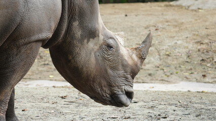 Magnificent Rhinoceros Head Close Up Powerful Wildlife © Jimmy