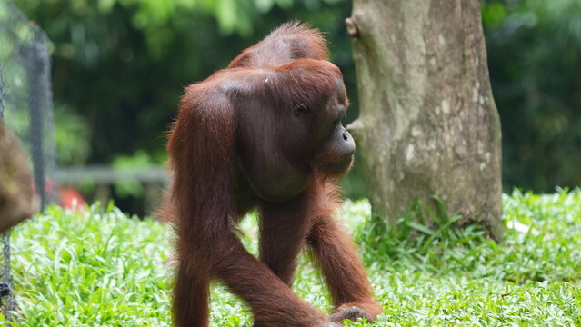 Majestic Orangutan Standing Tall in Lush Green Habitat