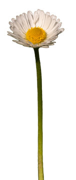 daisy isolated on white background
