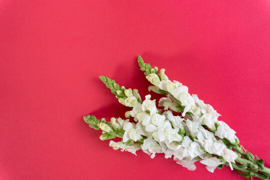 White snapdragons bloom against vibrant red background. Flowers lean gently, suggesting quiet grace and natural beauty