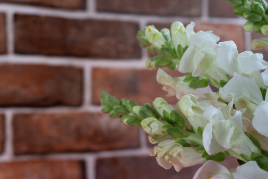 White snapdragon flowers bloom against a rustic brick wall. Soft petals contrast with green stems and textured red bricks. Natural light highlights delicate bloom details. Ideal for spring, gardening