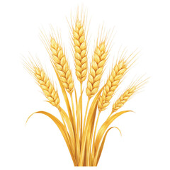 Fototapeta premium wheat ears isolated on white