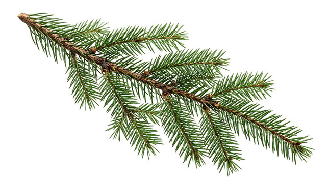 A fir branch with dense green needles is isolated on a white background showcasing natural botanical detail evergreen needle foliage conifer spruce pine