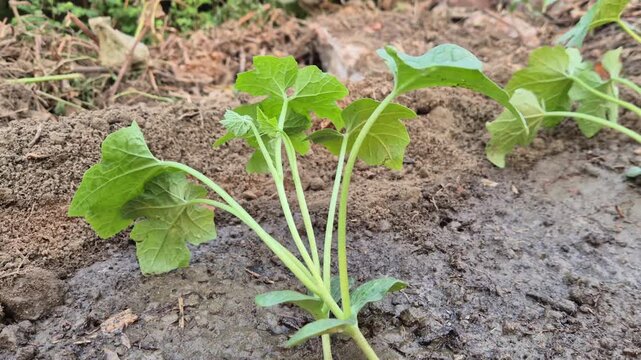 Freshly Planted Vegetable Sapling in Wet Moist Soil Commercial Video