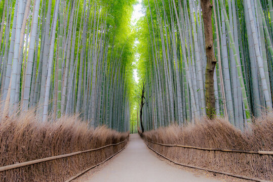 Arashiyama is a district in Kyoto City, Japan, Arashiyama is a nationally designated Historic Site and Place of Scenic Beauty.