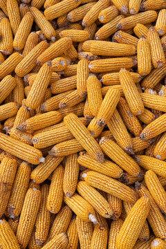 Pile of Harvested Dried Corn Cobs