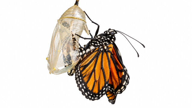 Monarch butterfly emerging from chrysalis in controlled studio environment with clean white background