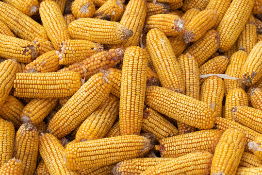 Pile of Harvested Dried Corn Cobs