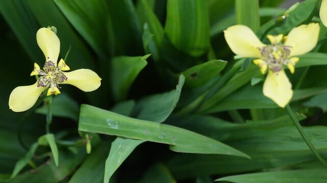 Tampilan dekat dari atas bunga iris berjalan kuning (Trimezia martinicensis atau Trimezia steyermarkii) yang mekar indah dengan corak cokelat di bagian tengah, latar belakang dedaunan hijau, fotografi