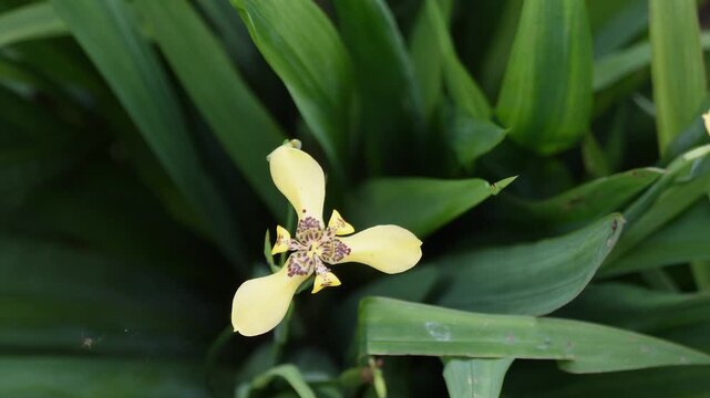 Tampilan dekat dari atas bunga iris berjalan kuning (Trimezia martinicensis atau Trimezia steyermarkii) yang mekar indah dengan corak cokelat di bagian tengah, latar belakang dedaunan hijau, fotografi