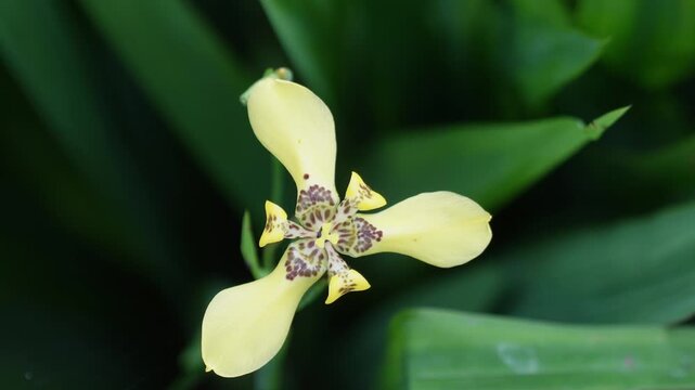 Tampilan dekat dari atas bunga iris berjalan kuning (Trimezia martinicensis atau Trimezia steyermarkii) yang mekar indah dengan corak cokelat di bagian tengah, latar belakang dedaunan hijau, fotografi