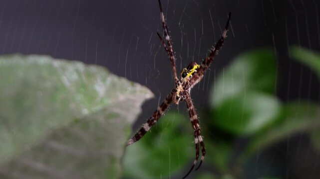 A close-up view from below of a striped garden spider (Argiope appensa) perched on its web amidst green foliage; macro photography of a tropical insect, showcasing the details of the spider's body