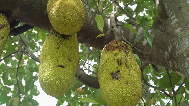 Bunch of green cempedak or jackfruit growing on tree branches among foliage, tropical exotic fruit plantation, agricultural harvest, and organic farming concept.