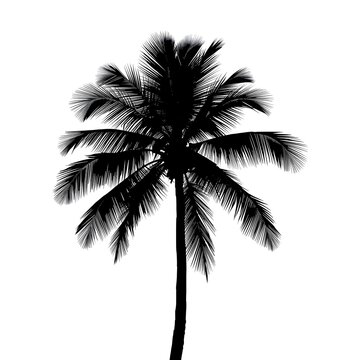 silhouette of palm tree on isolated background