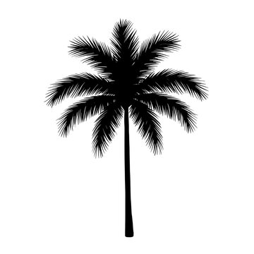 silhouette of palm tree on isolated background
