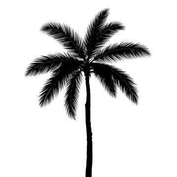 silhouette of palm tree on isolated background