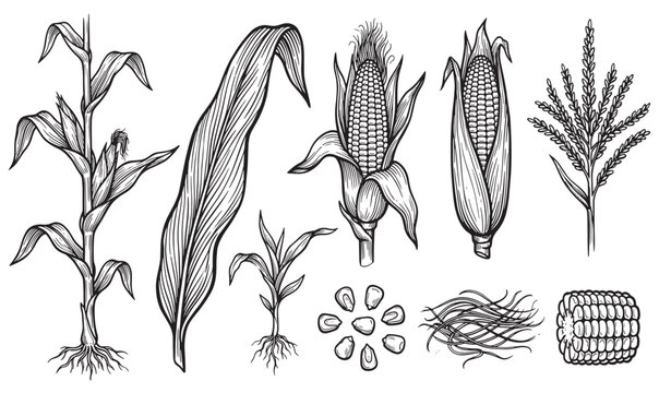Hand Drawn Corn Plant Botanical Vector Elements Set - Maize Cob, Seeds, Leaf, Flower and Roots Line Art Sketch