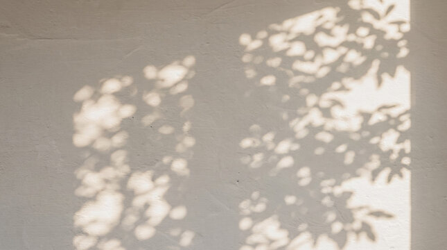 dappled sunlight and blurred shadows from tree leaves.