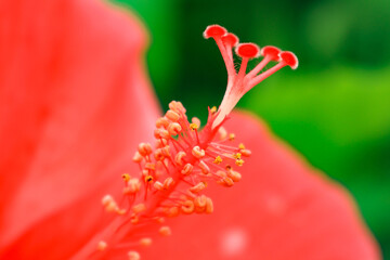 Macro Close Up of Red Hibiscus Flower Stamen © KimThi