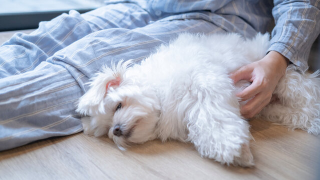 White Maltese dog resting beside a woman in striped pajamas at home, capturing a cozy weekend moment of relaxation, companionship, and happy indoor lifestyle.