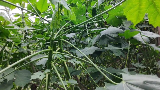 Drone Camera Approaching Close Up to Green Chaya Leaves and Branches