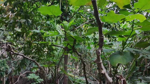 Drone Descending and Recording Close Up View of Piper Auritum Plant