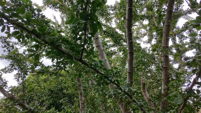 Drone Capturing Close Up Details of Huamuchil Tree Branches