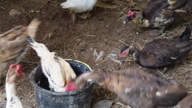Group of muscovy ducks (Cairina moschata) feeding around a bucket in a traditional farmyard, livestock poultry farming concept, domestic birds eating feed, and rural agricultural life.   