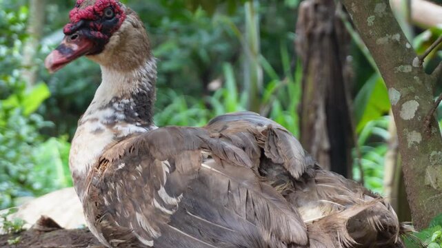 Muscovy duck or entok resting in a lush farm garden background, close-up profile showing distinct red caruncles on face, poultry farming and domestic animal concept.