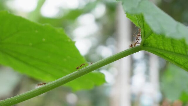 Colony of Asian weaver ants (Oecophylla smaragdina) swarming on green leaf stem, red ants nest building behavior, tropical insect macro photography, cooperative ant colony activity, and biological nat