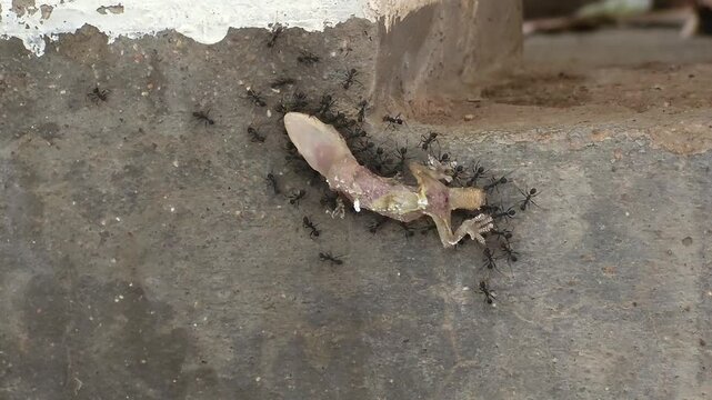 Group of Ants Teamworking to Transport Dead Gecko Body Across Ground