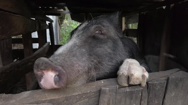 Black pig looking through wooden fence of pigsty on farm.
