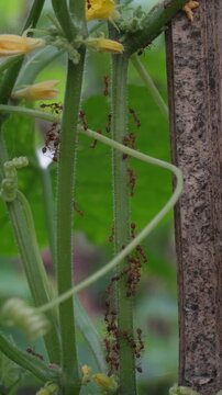Colony of Asian weaver ants (Oecophylla smaragdina) swarming on green leaf stem, red ants nest building behavior, tropical insect macro photography, cooperative ant colony activity, and biological nat