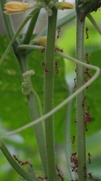 Colony of Asian weaver ants (Oecophylla smaragdina) swarming on green leaf stem, red ants nest building behavior, tropical insect macro photography, cooperative ant colony activity, and biological nat